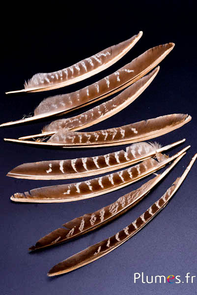 Faisan commun pointu rachis doré - 18-22 cm - naturel